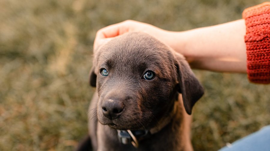 Kleiner Welpe wird gestreichelt - Tierkrankenversicherung für Hunde