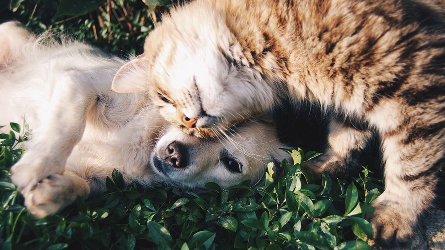 Hund und Katze liegen auf einer Wiese - Tierkrankenversicherungen